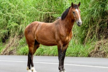 brown horse on gray asphalt road during daytime