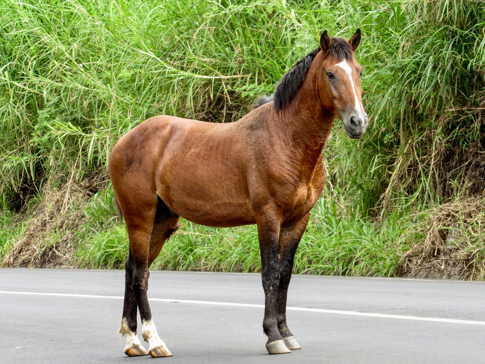 brown horse on gray asphalt road during daytime